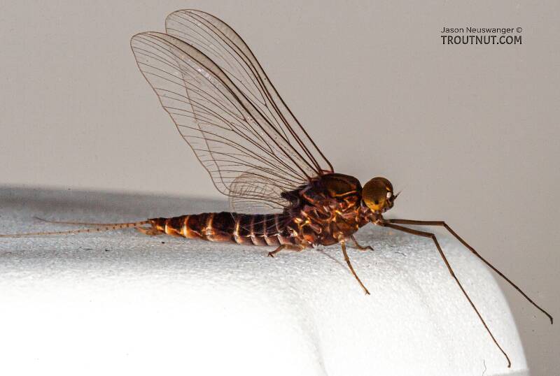 Lateral view of a Male Baetisca laurentina (Baetiscidae) (Armored Mayfly) Mayfly Spinner from the Bois Brule River in Wisconsin