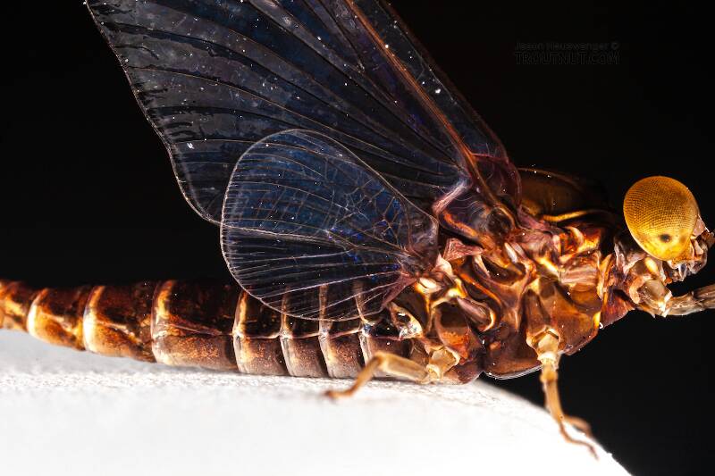 Lateral view of a Male Baetisca laurentina (Baetiscidae) (Armored Mayfly) Mayfly Spinner from the Bois Brule River in Wisconsin