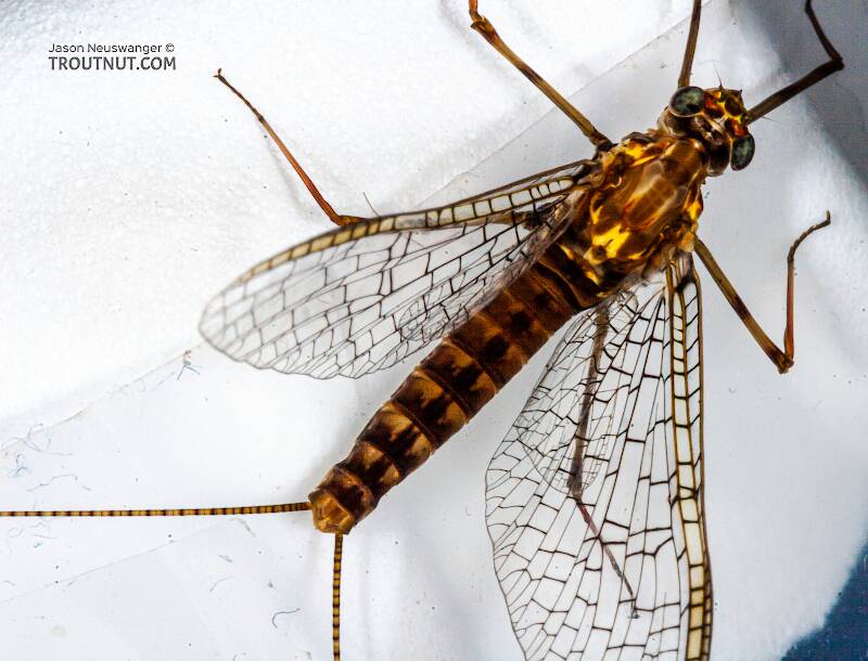 Dorsal view of a Female Stenonema vicarium (Heptageniidae) (March Brown) Mayfly Spinner from the Bois Brule River in Wisconsin