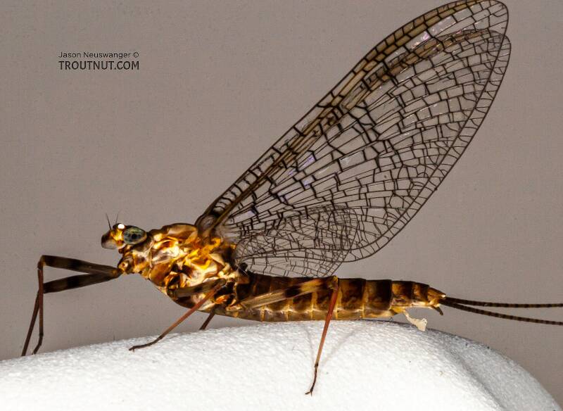 Lateral view of a Female Stenonema vicarium (Heptageniidae) (March Brown) Mayfly Spinner from the Bois Brule River in Wisconsin