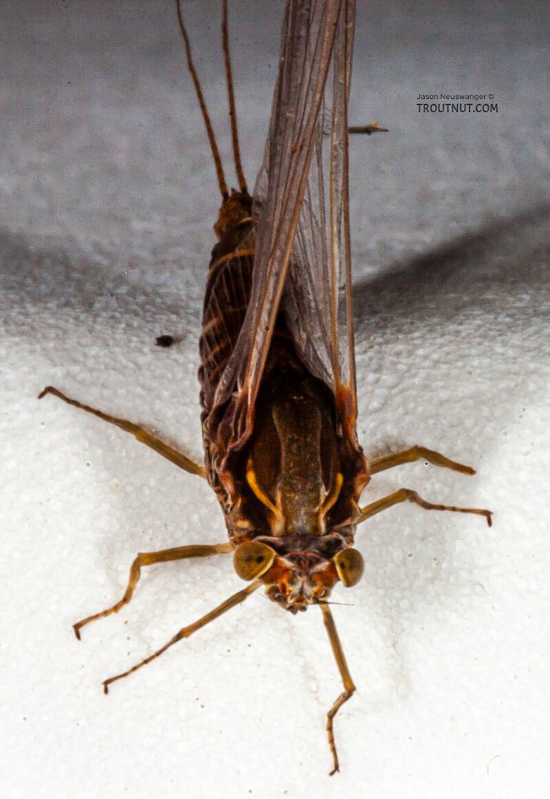 Female Baetisca laurentina (Baetiscidae) (Armored Mayfly) Mayfly Spinner from the Bois Brule River in Wisconsin