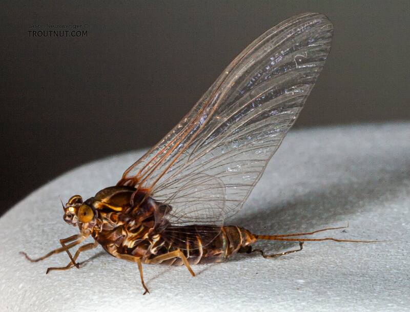 Lateral view of a Female Baetisca laurentina (Baetiscidae) (Armored Mayfly) Mayfly Spinner from the Bois Brule River in Wisconsin