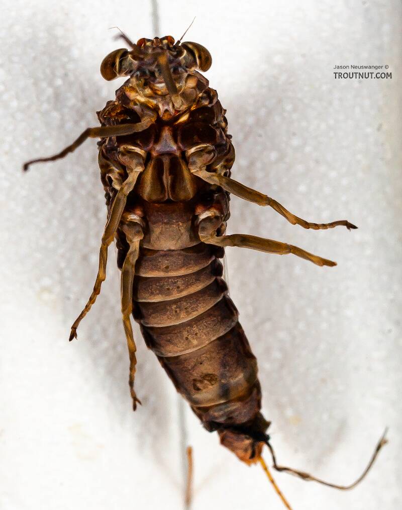 Ventral view of a Female Baetisca laurentina (Baetiscidae) (Armored Mayfly) Mayfly Spinner from the Bois Brule River in Wisconsin