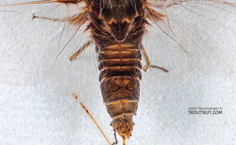 Female Baetisca laurentina (Baetiscidae) (Armored Mayfly) Mayfly Spinner from the Bois Brule River in Wisconsin
