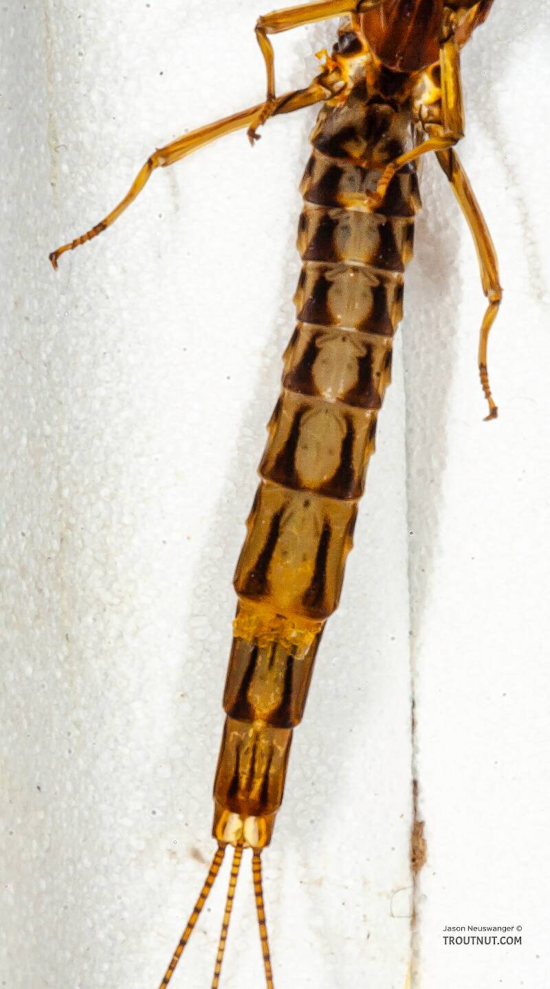 Male Ephemera simulans (Ephemeridae) (Brown Drake) Mayfly Spinner from the Namekagon River in Wisconsin