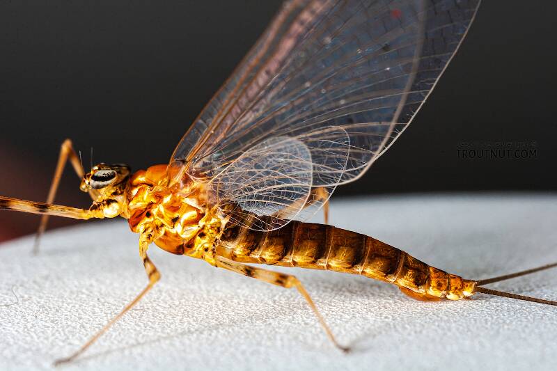 Lateral view of a Female Epeorus vitreus (Heptageniidae) (Sulphur) Mayfly Spinner from the Namekagon River in Wisconsin