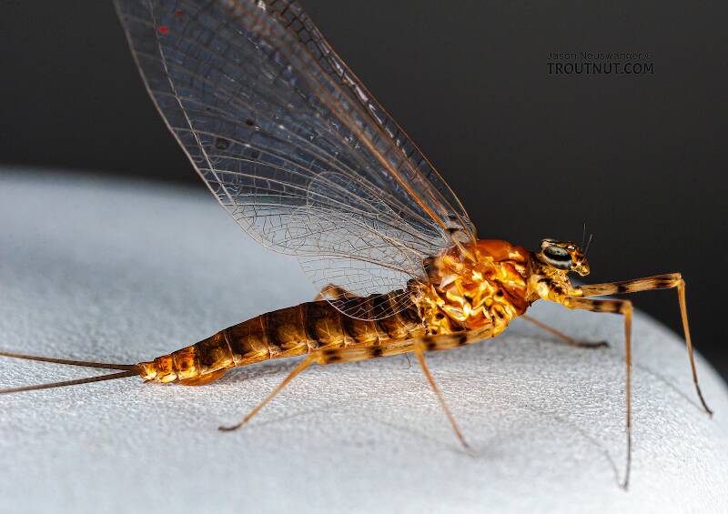 Female Epeorus vitreus (Heptageniidae) (Sulphur) Mayfly Spinner from the Namekagon River in Wisconsin