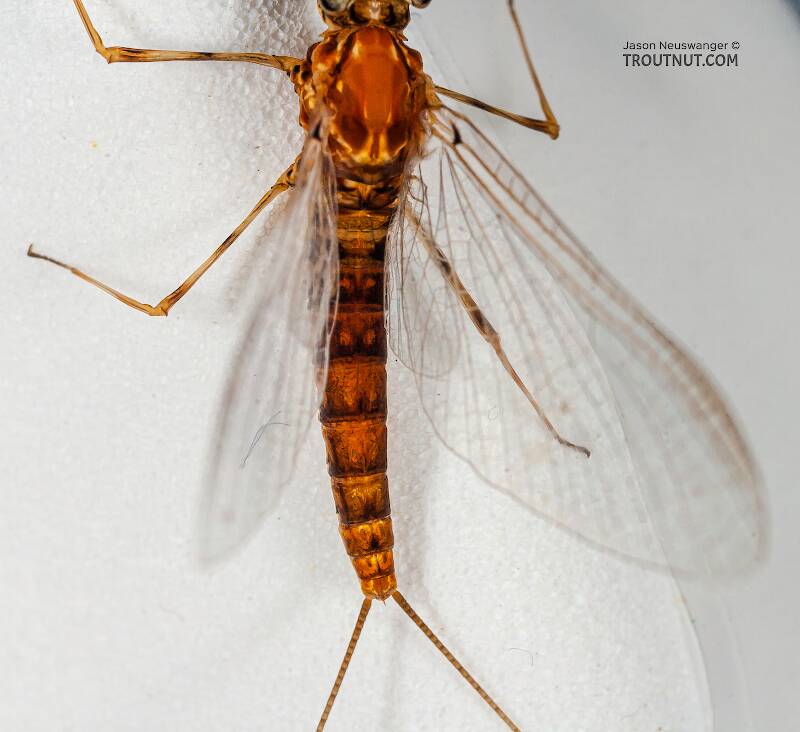 Female Epeorus vitreus (Heptageniidae) (Sulphur) Mayfly Spinner from the Namekagon River in Wisconsin