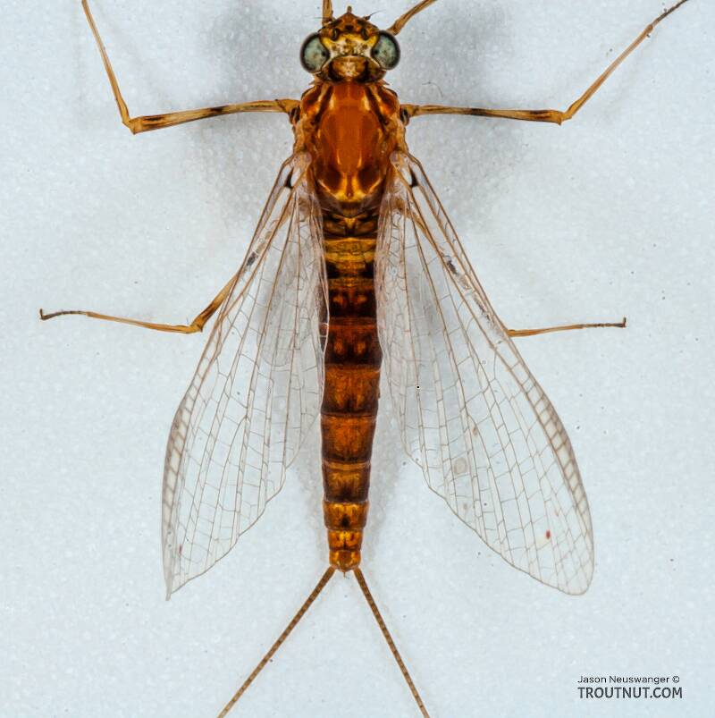 Dorsal view of a Female Epeorus vitreus (Heptageniidae) (Sulphur) Mayfly Spinner from the Namekagon River in Wisconsin
