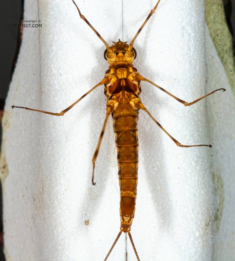 Ventral view of a Female Epeorus vitreus (Heptageniidae) (Sulphur) Mayfly Spinner from the Namekagon River in Wisconsin
