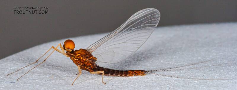 Lateral view of a Male Eurylophella minimella (Ephemerellidae) (Chocolate Dun) Mayfly Spinner from the Namekagon River in Wisconsin