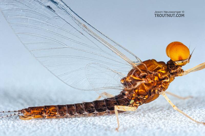 Male Eurylophella minimella (Ephemerellidae) (Chocolate Dun) Mayfly Spinner from the Namekagon River in Wisconsin