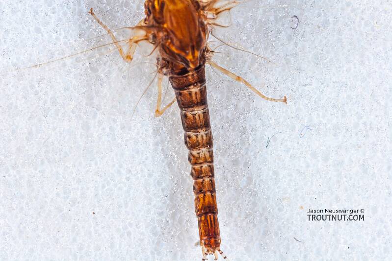Dorsal view of a Male Eurylophella minimella (Ephemerellidae) (Chocolate Dun) Mayfly Spinner from the Namekagon River in Wisconsin