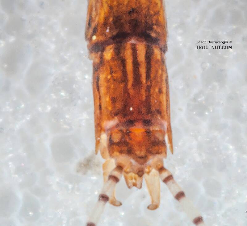 Male Eurylophella minimella (Ephemerellidae) (Chocolate Dun) Mayfly Spinner from the Namekagon River in Wisconsin
