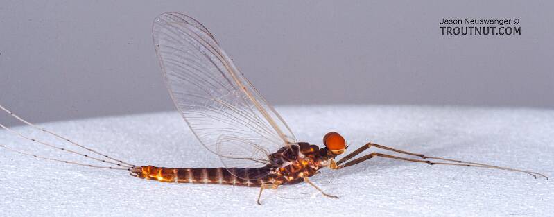 Lateral view of a Male Ephemerella invaria (Ephemerellidae) (Sulphur) Mayfly Spinner from the Teal River in Wisconsin