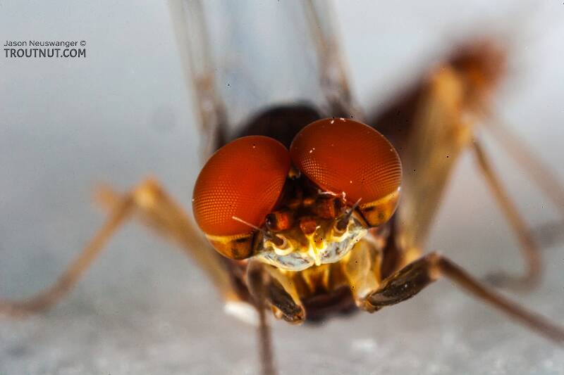 Male Ephemerella invaria (Ephemerellidae) (Sulphur) Mayfly Spinner from the Teal River in Wisconsin