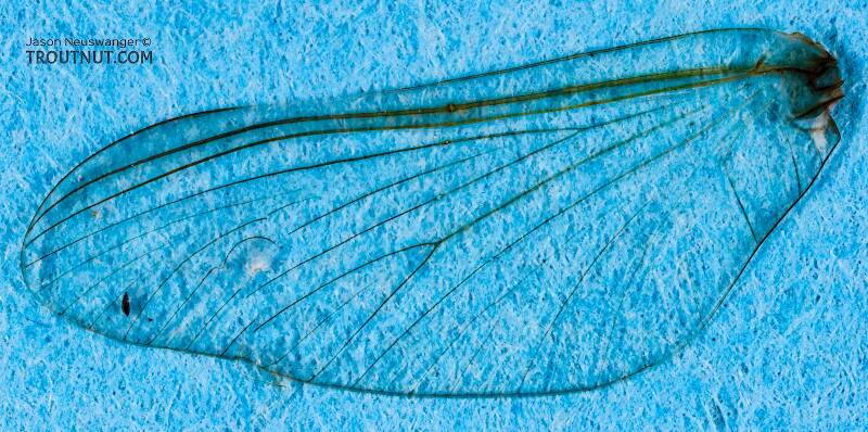 This specimen was one of my first attempts to do a "wingprint" to digitally enhance an image of the wing venation for identification purposes.  I didn't have the background far enough back to be out of focus -- a mistake I later corrected.

Male Ephemerella invaria (Ephemerellidae) (Sulphur) Mayfly Spinner from the Teal River in Wisconsin