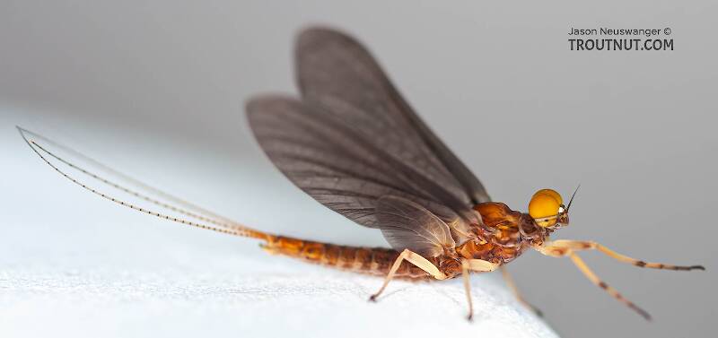 Lateral view of a Male Eurylophella (Ephemerellidae) (Chocolate Dun) Mayfly Dun from the Teal River in Wisconsin