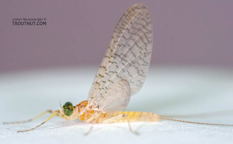 Lateral view of a Male Stenonema modestum (Heptageniidae) (Cream Cahill) Mayfly Dun from the Teal River in Wisconsin