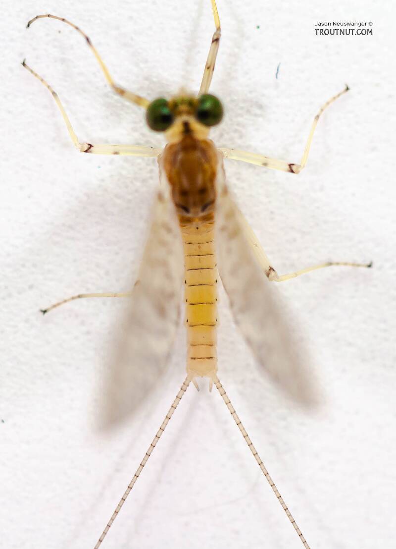 Dorsal view of a Male Stenonema modestum (Heptageniidae) (Cream Cahill) Mayfly Dun from the Teal River in Wisconsin