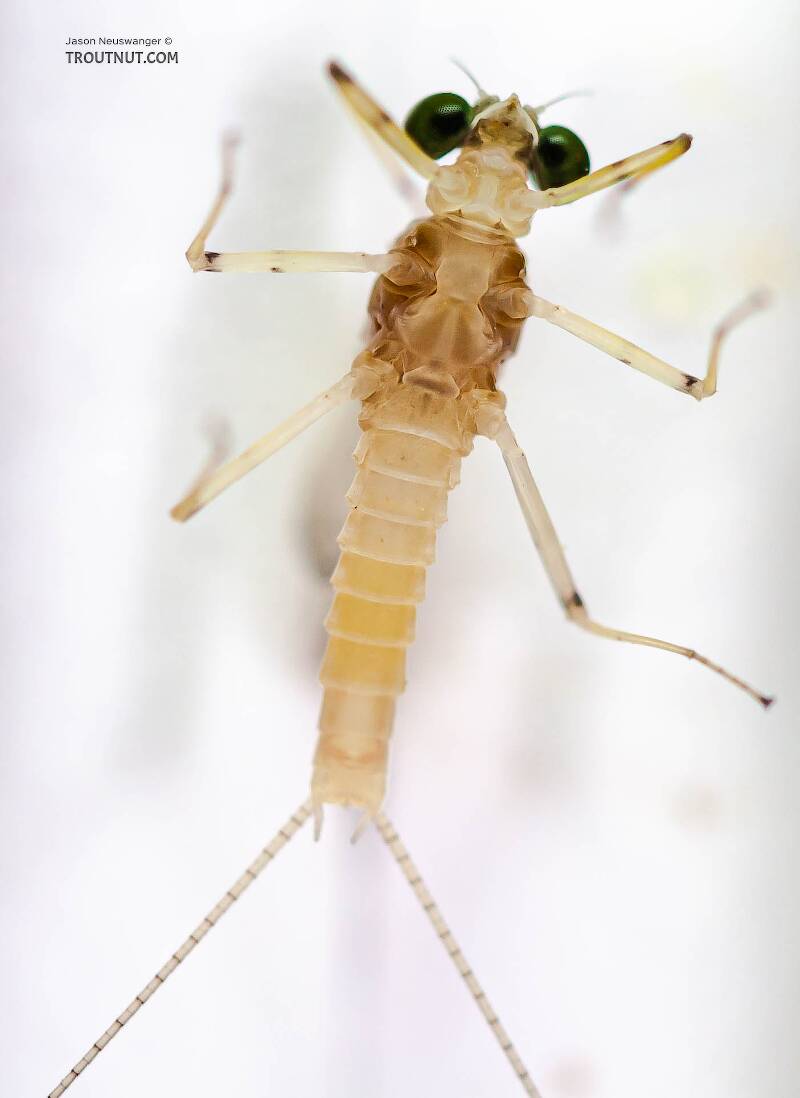 Ventral view of a Male Stenonema modestum (Heptageniidae) (Cream Cahill) Mayfly Dun from the Teal River in Wisconsin