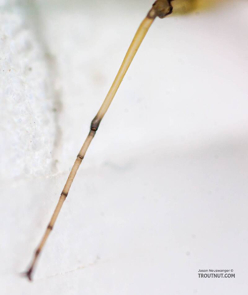 Male Stenonema modestum (Heptageniidae) (Cream Cahill) Mayfly Dun from the Teal River in Wisconsin