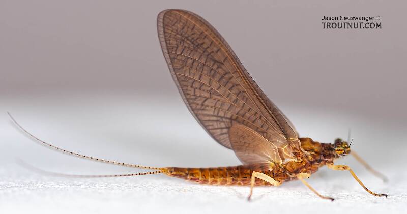Lateral view of a Female Eurylophella (Ephemerellidae) (Chocolate Dun) Mayfly Dun from the Teal River in Wisconsin