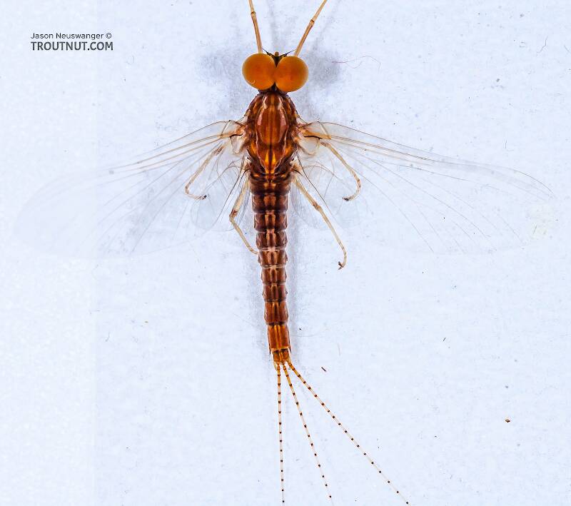 Dorsal view of a Male Eurylophella minimella (Ephemerellidae) (Chocolate Dun) Mayfly Spinner from the Teal River in Wisconsin