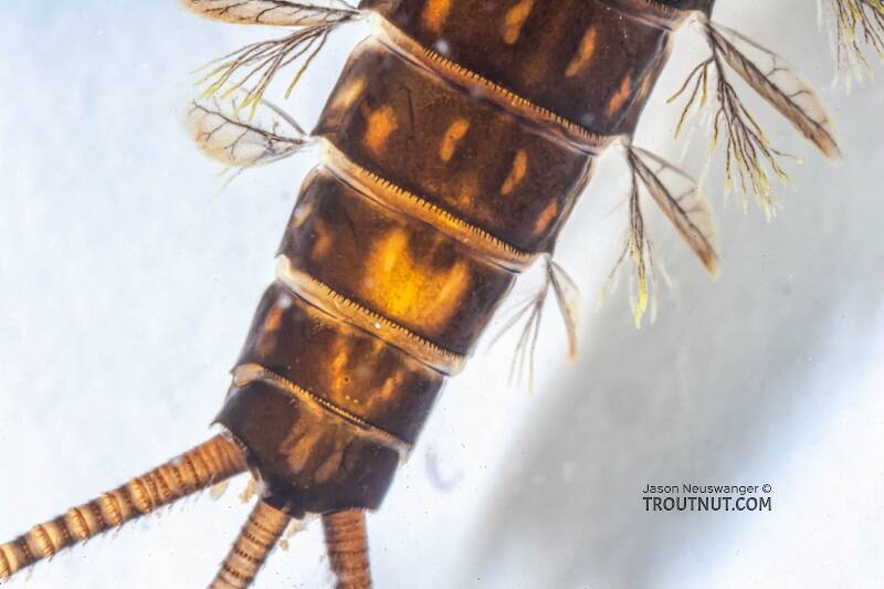 Heptagenia elegantula (Heptageniidae) (Pale Evening Dun) Mayfly Nymph from Eighteenmile Creek in Wisconsin