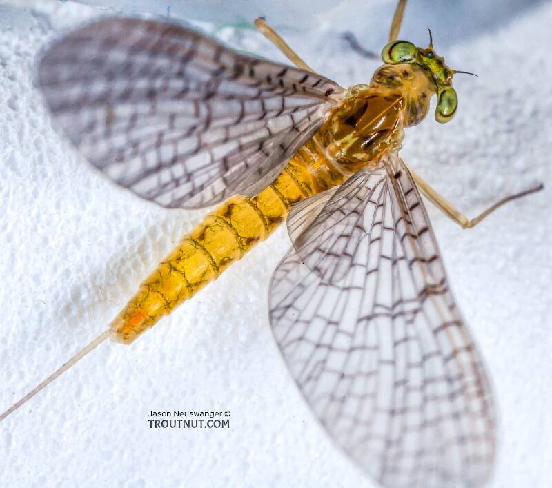 Female Heptageniidae (March Browns, Cahills, Quill Gordons) Mayfly Dun from the Teal River in Wisconsin