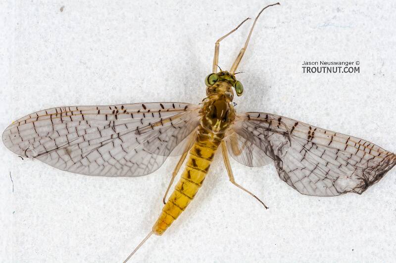 Dorsal view of a Female Heptageniidae (March Browns, Cahills, Quill Gordons) Mayfly Dun from the Teal River in Wisconsin