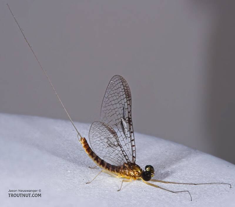 Male Leucrocuta hebe (Heptageniidae) (Little Yellow Quill) Mayfly Spinner from the Teal River in Wisconsin