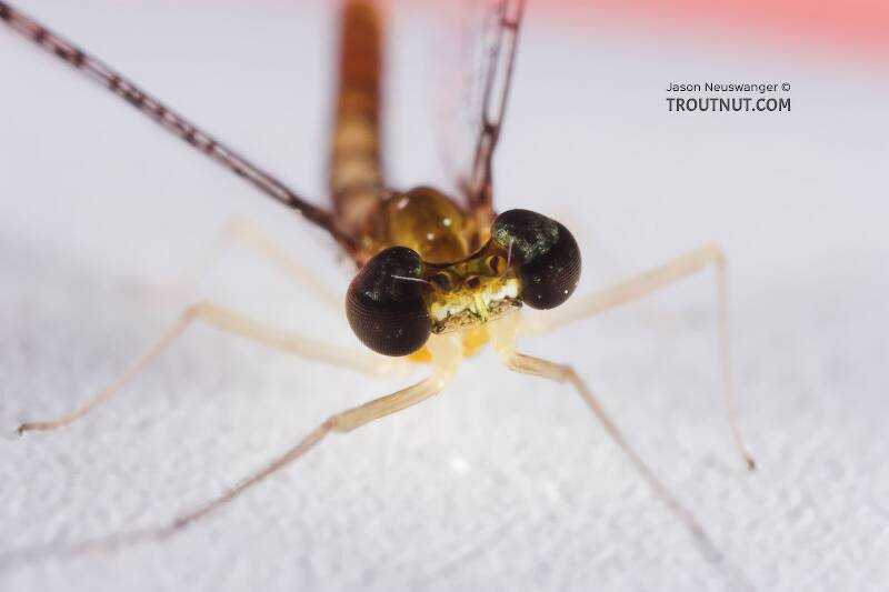 Male Leucrocuta hebe (Little Yellow Quill) Mayfly Spinner