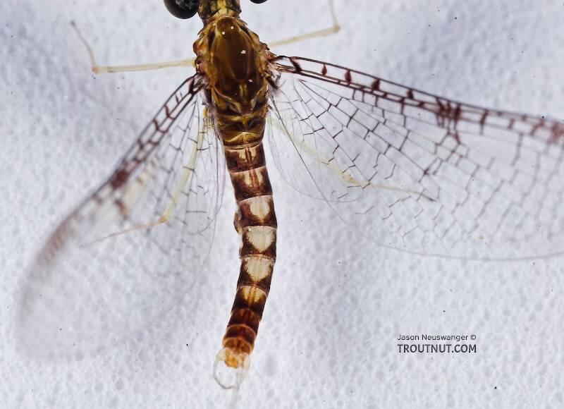 Dorsal view of a Male Leucrocuta hebe (Heptageniidae) (Little Yellow Quill) Mayfly Spinner from the Teal River in Wisconsin