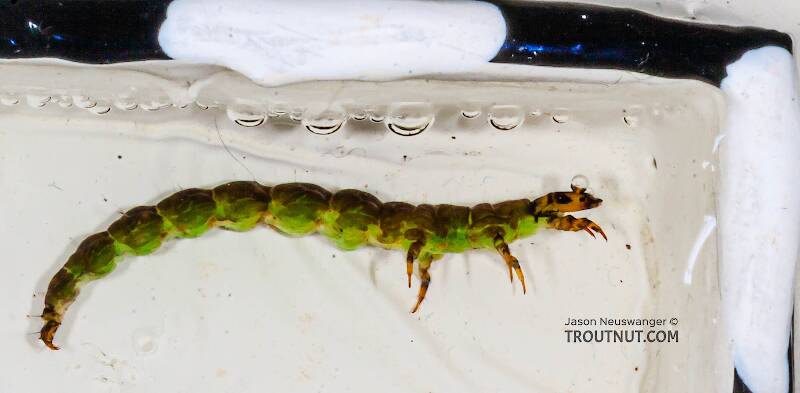 Lateral view of a Rhyacophila fuscula (Rhyacophilidae) (Green Sedge) Caddisfly Larva from the Long Lake Branch of the White River in Wisconsin