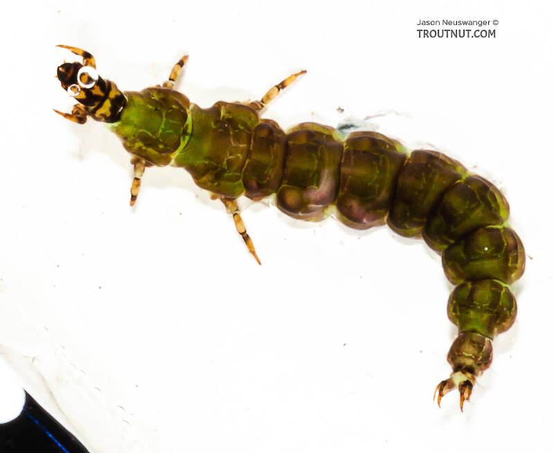 Dorsal view of a Rhyacophila fuscula (Rhyacophilidae) (Green Sedge) Caddisfly Larva from the Long Lake Branch of the White River in Wisconsin