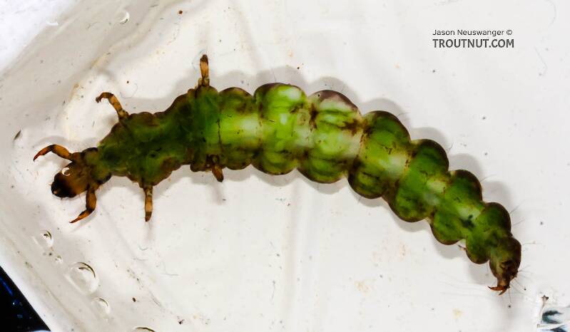 Ventral view of a Rhyacophila fuscula (Rhyacophilidae) (Green Sedge) Caddisfly Larva from the Long Lake Branch of the White River in Wisconsin