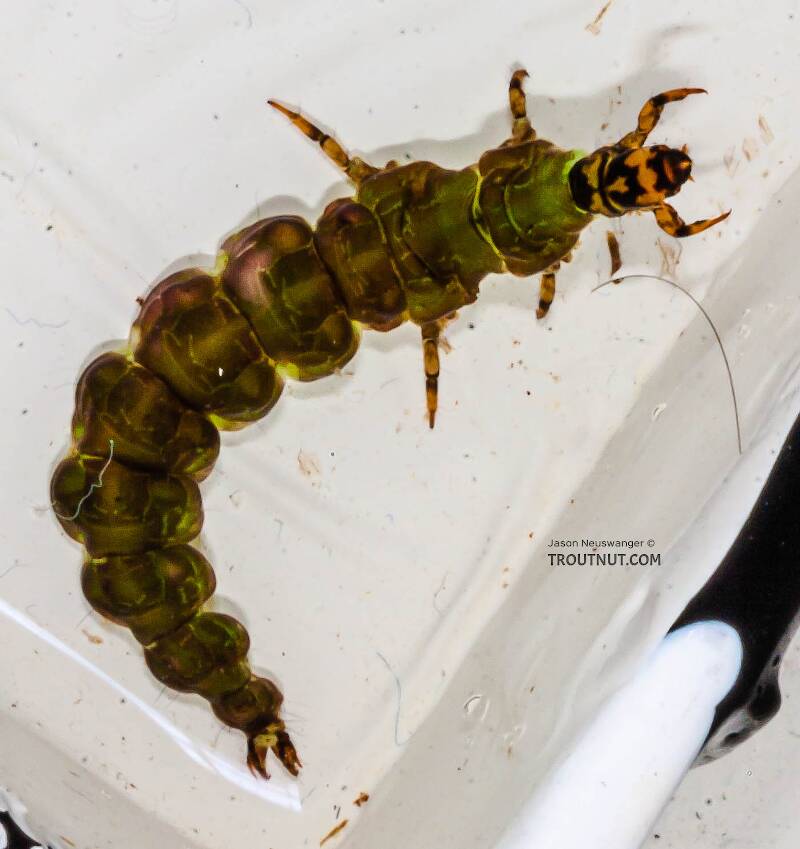 Rhyacophila fuscula (Rhyacophilidae) (Green Sedge) Caddisfly Larva from the Long Lake Branch of the White River in Wisconsin