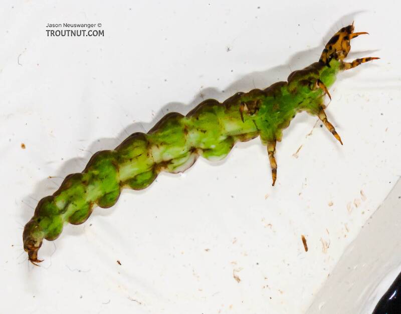 Rhyacophila fuscula (Rhyacophilidae) (Green Sedge) Caddisfly Larva from the Long Lake Branch of the White River in Wisconsin