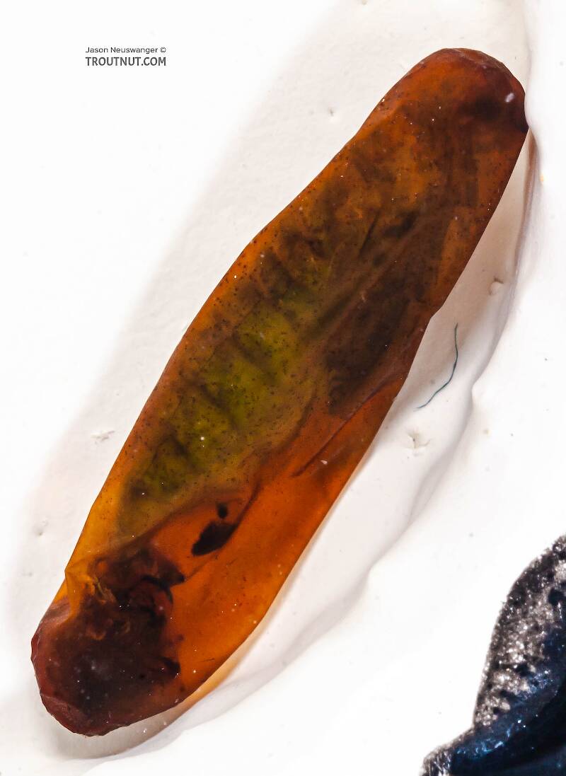 Case view of a Rhyacophila (Rhyacophilidae) (Green Sedge) Caddisfly Pupa from the Long Lake Branch of the White River in Wisconsin