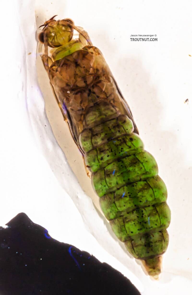 Dorsal view of a Rhyacophila (Rhyacophilidae) (Green Sedge) Caddisfly Pupa from the Long Lake Branch of the White River in Wisconsin