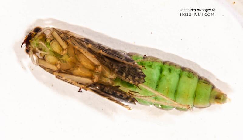 Ventral view of a Rhyacophila (Rhyacophilidae) (Green Sedge) Caddisfly Pupa from the Long Lake Branch of the White River in Wisconsin