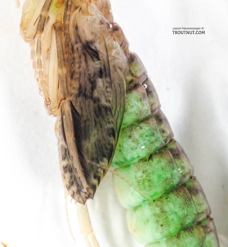 Rhyacophila (Rhyacophilidae) (Green Sedge) Caddisfly Pupa from the Long Lake Branch of the White River in Wisconsin