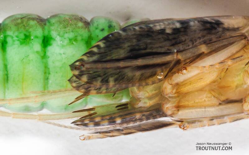 Rhyacophila (Rhyacophilidae) (Green Sedge) Caddisfly Pupa from the Long Lake Branch of the White River in Wisconsin