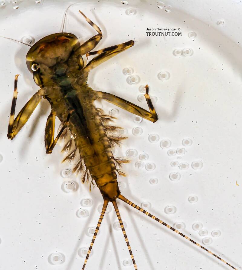 Ventral view of a Heptagenia pulla (Heptageniidae) (Golden Dun) Mayfly Nymph from the Long Lake Branch of the White River in Wisconsin