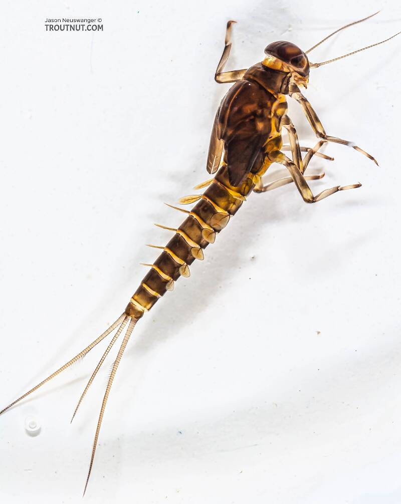 Baetidae (Blue-Winged Olive) Mayfly Nymph from the Long Lake Branch of the White River in Wisconsin