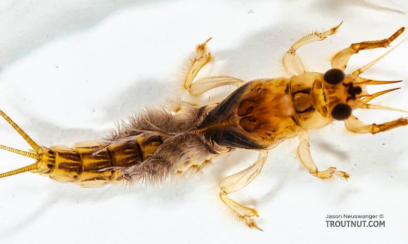 Ephemera simulans (Ephemeridae) (Brown Drake) Mayfly Nymph from the Marengo River in Wisconsin