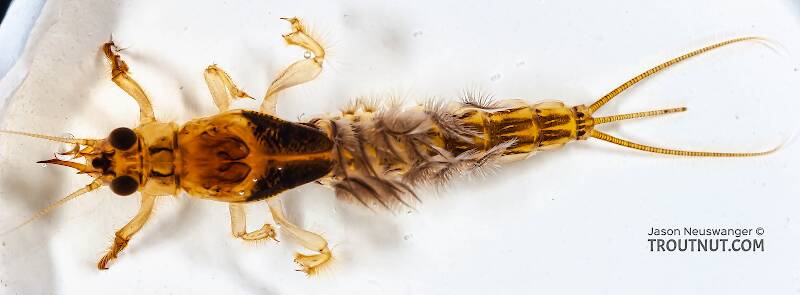 Dorsal view of a Ephemera simulans (Ephemeridae) (Brown Drake) Mayfly Nymph from the Marengo River in Wisconsin