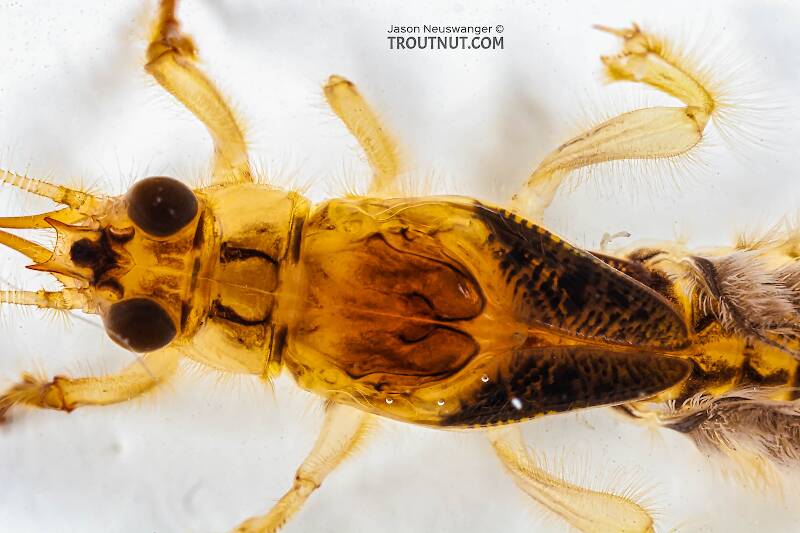 Ephemera simulans (Ephemeridae) (Brown Drake) Mayfly Nymph from the Marengo River in Wisconsin