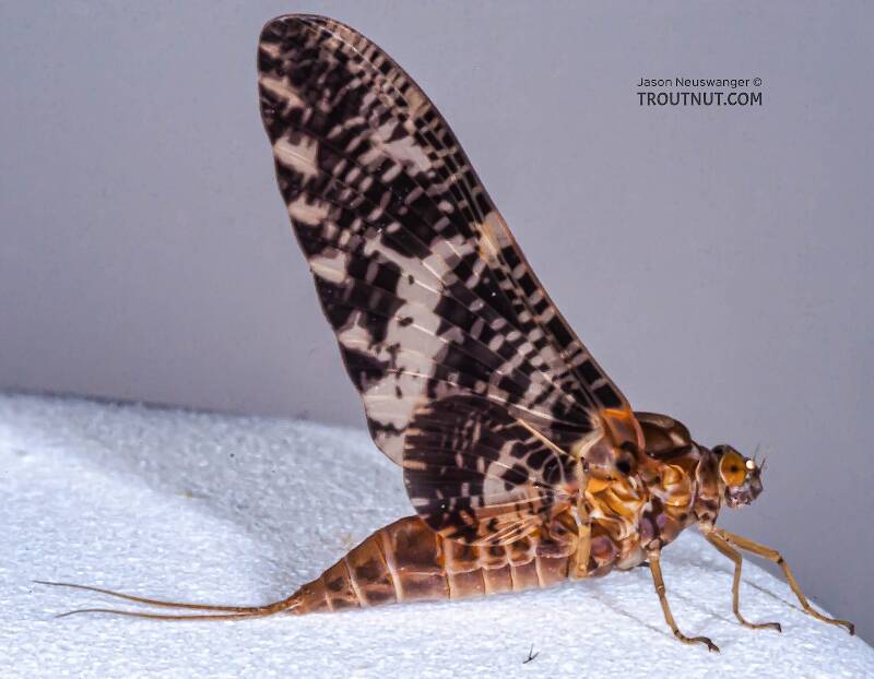 Lateral view of a Female Baetisca laurentina (Baetiscidae) (Armored Mayfly) Mayfly Dun from the Marengo River in Wisconsin